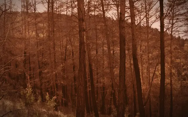 Algeria: Lawmakers extend the death penalty to forest arsonists