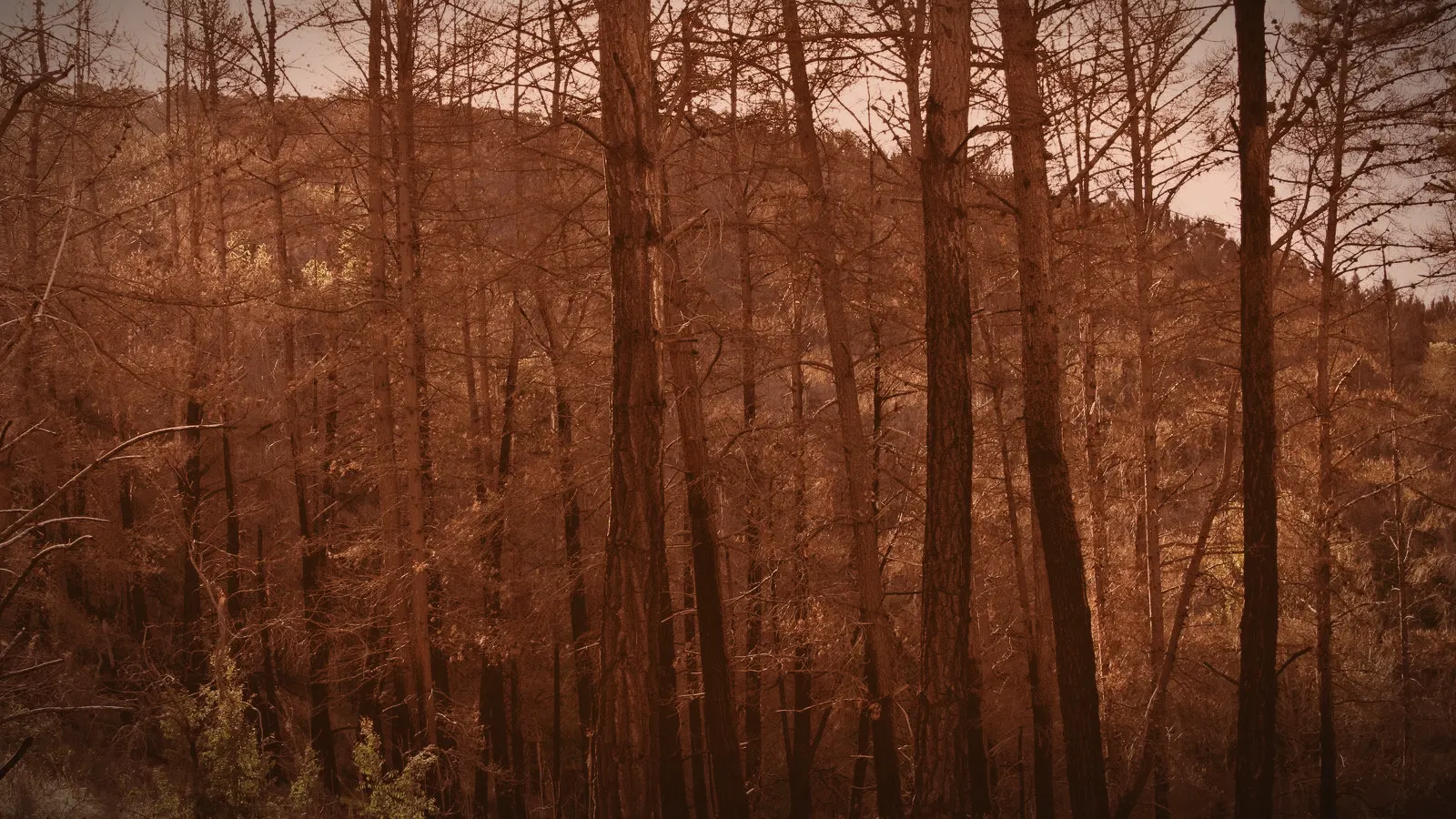 Algeria: Lawmakers extend the death penalty to forest arsonists