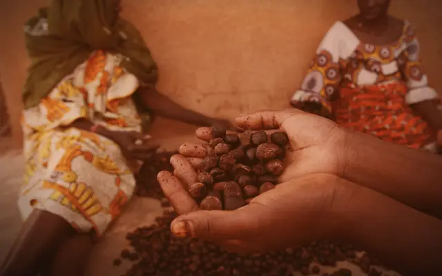 Bouaké: 10 billion CFA franc shea factory opens, yet 60% of Ivorian kernels are still exported raw