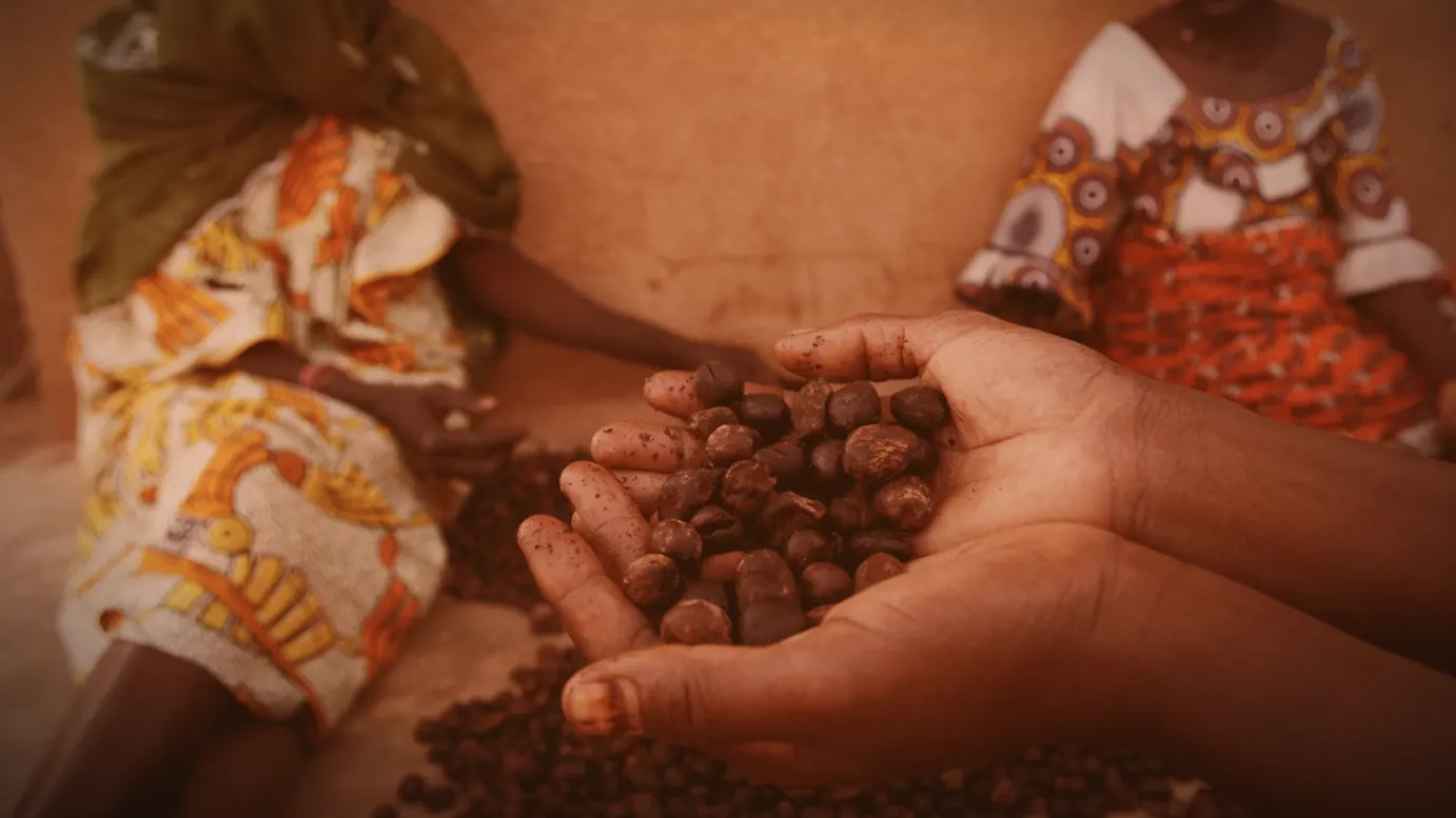 Bouaké: 10 billion CFA franc shea factory opens, yet 60% of Ivorian kernels are still exported raw