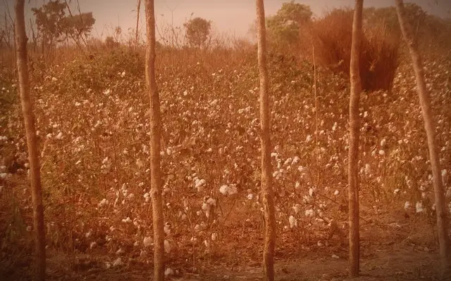 Cotton: Africa exports up to 81% in raw form and loses $7.6 billion in textiles