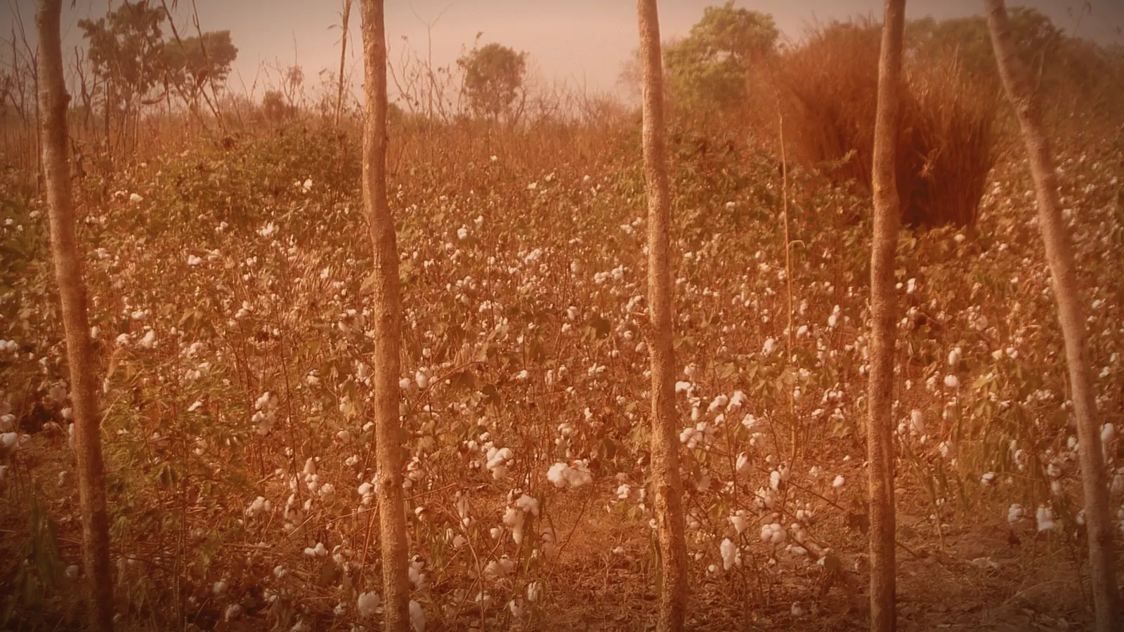 Coton : l'Afrique en exporte jusqu'à 81 % à l'état brut et perd 7,6 milliards de dollars dans le textile