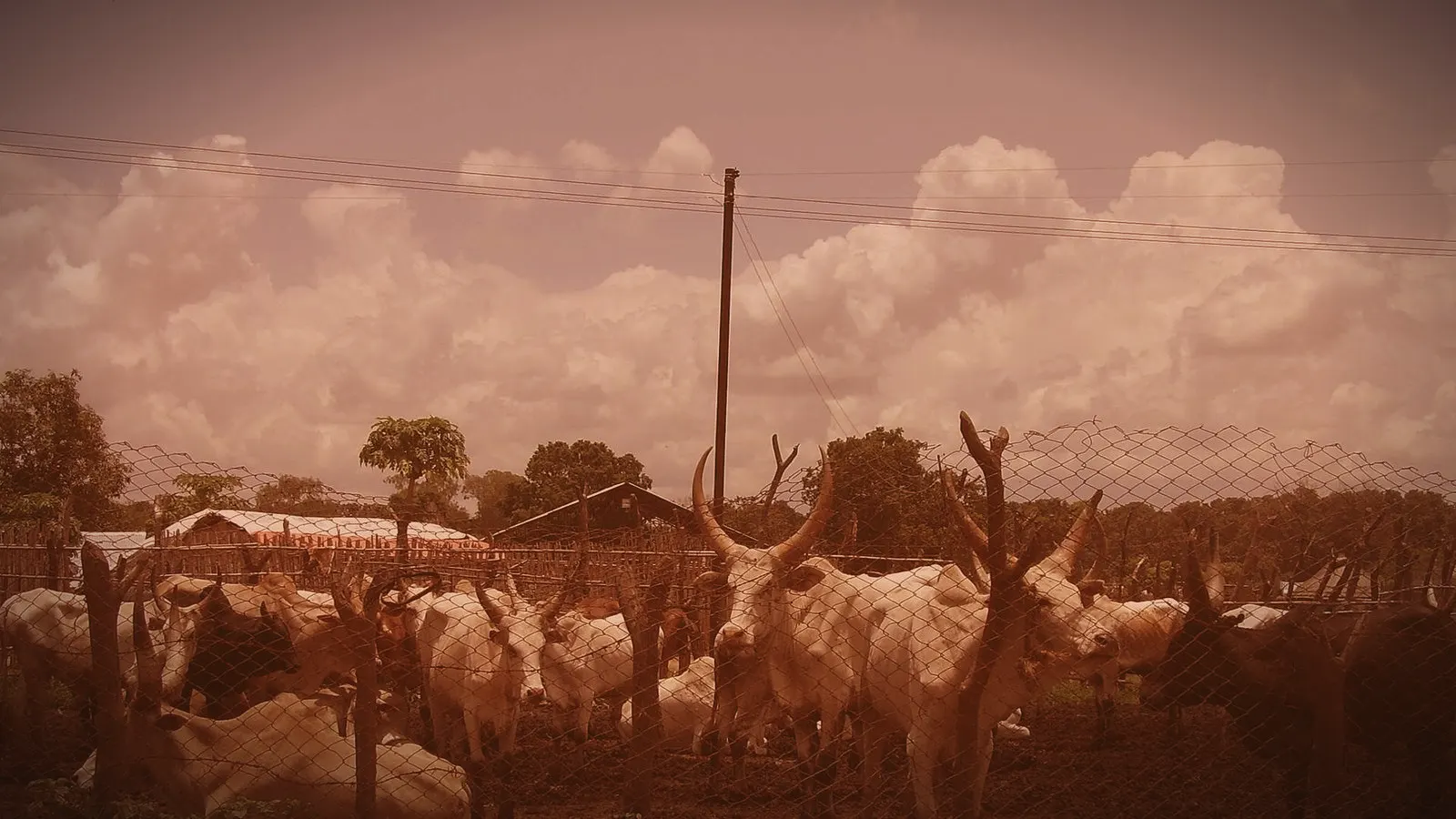 Foot-and-mouth disease: EU suspends Namibian fresh meat, 400 Meatco employees on leave