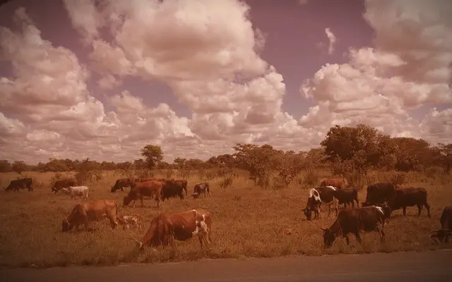 Foot-and-mouth disease: EU suspends Namibian meat, 127 cases confirmed in the Kharas region