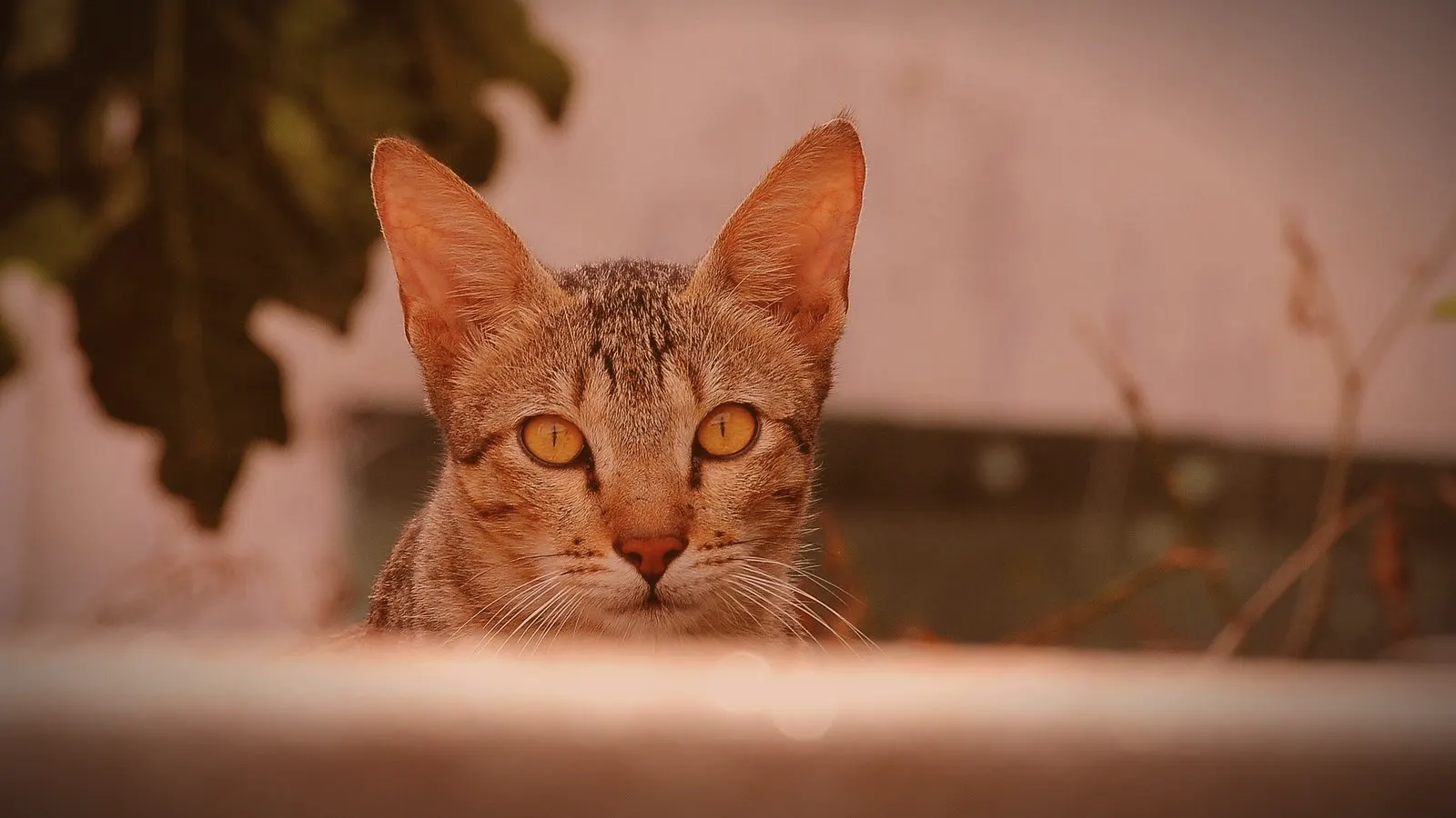 The cat's eye: a source of innovation for modern robotics
