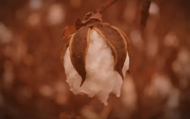 Togo: Cotton yields rise from 570 kg to over a tonne per hectare for 79,000 producers