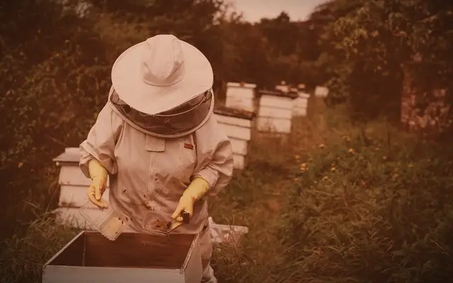 Zambia: Honey attracts investors, Wuchi Wami aims to bring 6,000 beekeepers into the formal sector